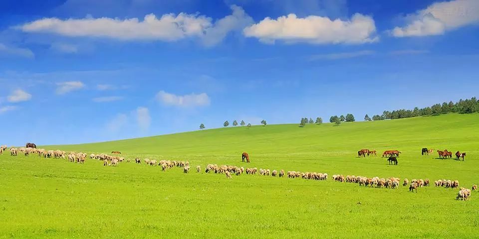 呼伦贝尔之行，深度体验与感悟