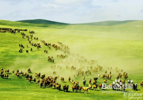 呼伦贝尔，内蒙古的绿色明珠之地